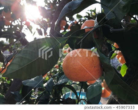 Izu mandarin of harvest Izu mandarin of harvest 45907333