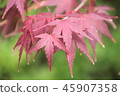 Autumn leaves 45907358