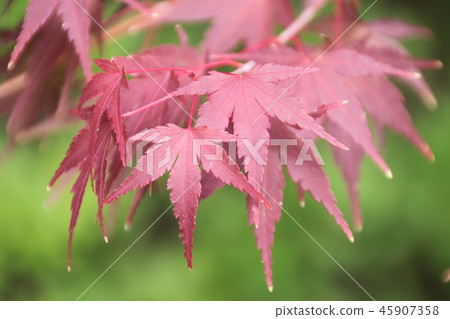 Autumn leaves Autumn leaves 45907358