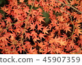 Autumn leaves 45907359