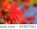 Autumn leaves 45907362