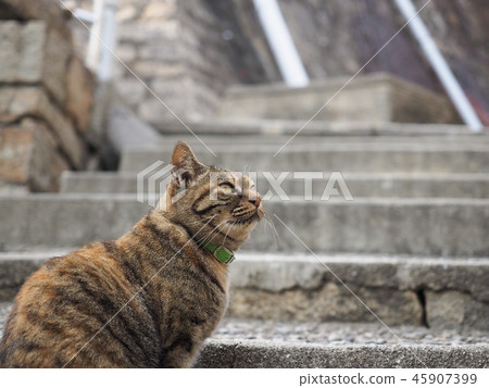 Onomichi Cat 45907399