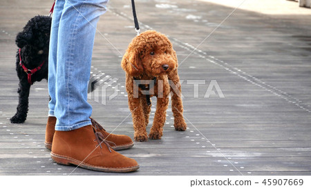 玩具貴賓犬步行 45907669