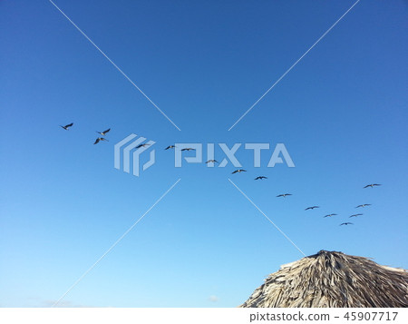 Migratory birds taken in Cuba Barra Boulevard 45907717