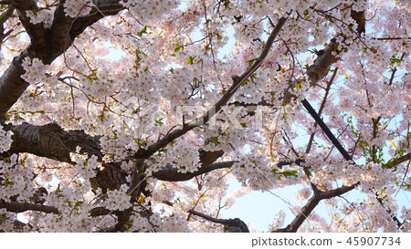 盛開的櫻花採取一個晴天 45907734