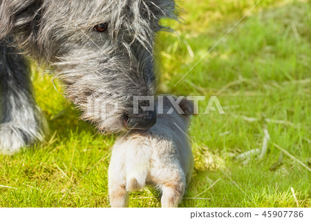 Big dog - Irish Wolfhound sniffs a little puppy Big dog - Irish Wolfhound sniffs a little puppy 45907786