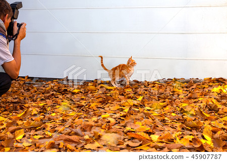 Kitten on autumn leaves, which a person photographs on a digital Kitten on autumn leaves, which a person photographs on a digital 45907787
