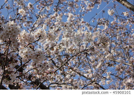 Sakura *** Sakura Sakura SAKURA *** 45908101