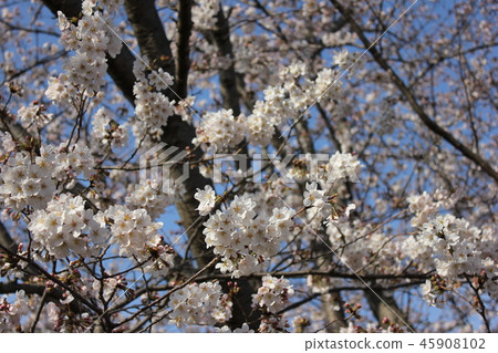 Sakura *** Sakura Sakura SAKURA *** 45908102