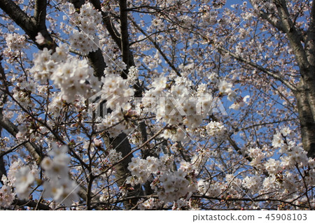 Sakura *** Sakura Sakura SAKURA *** 45908103