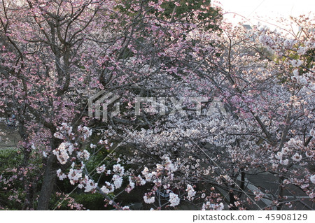 Sakura *** Sakura Sakura SAKURA *** 45908129