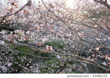 Sakura *** Sakura Sakura SAKURA *** Sakura *** Sakura Sakura SAKURA *** 45908132