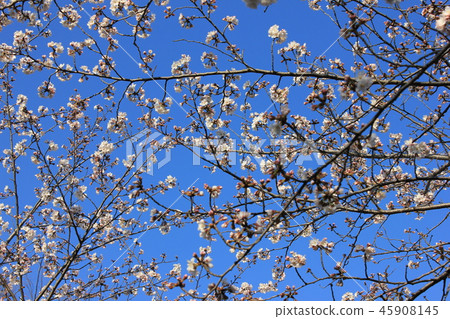 Sakura *** Sakura Sakura SAKURA *** 45908145