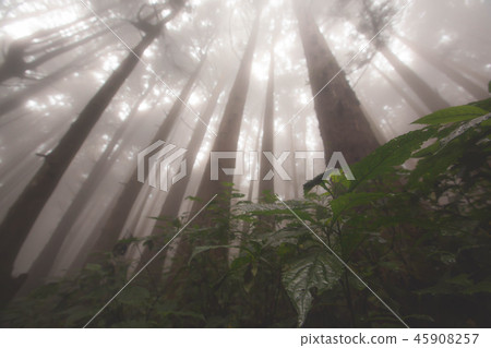 特富野古道旁的柳杉 45908257