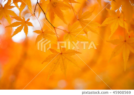 Autumn leaves orange 45908569