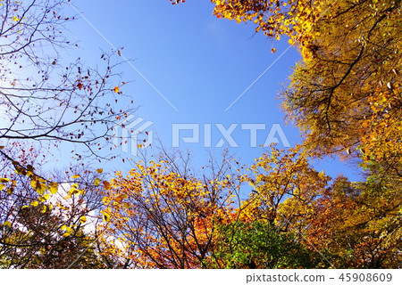 Fall of Oiso Fall of Oiso 45908609