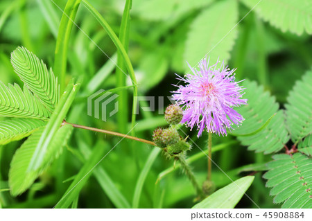 sensitive plant 45908884
