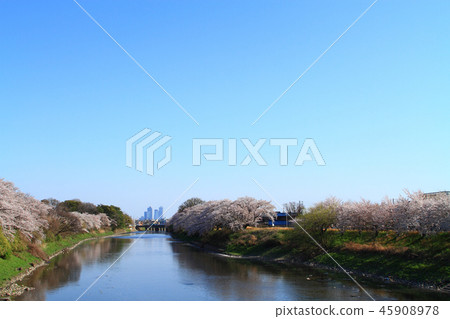 Cherry blossoms around Gojo River 45908978