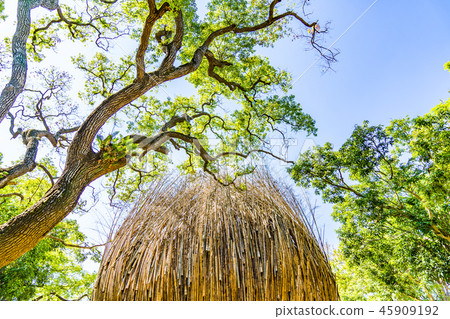Forest, Takebayashi. Sunlight treetop mid-penetration persimmon. Extremely beautiful large natural scenery. 45909192