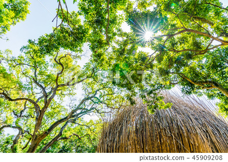 Forest, Takebayashi. Sunlight treetop mid-penetration persimmon. Extremely beautiful large natural scenery. 45909208