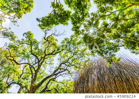 Forest, Takebayashi. Sunlight treetop mid-penetration persimmon. Extremely beautiful large natural scenery. 45909214