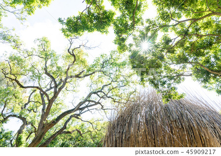Forest, Takebayashi. Sunlight treetop mid-penetration persimmon. Extremely beautiful large natural scenery. 45909217