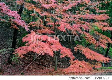 Maple 5 Maple 5 45909225