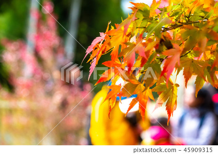 Autumn Fushou Mountain Autumn Fushou Mountain 45909315