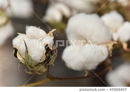 棉花樹 45909407