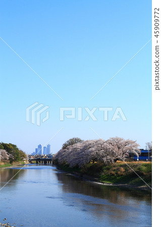 Cherry blossoms around Gojo River 45909772