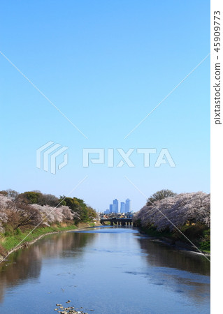 Cherry blossoms around Gojo River Cherry blossoms around Gojo River 45909773