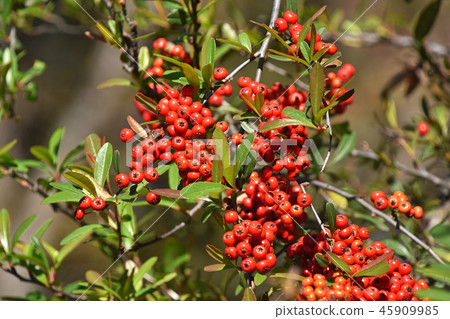 Pirakansa Pirakansa 45909985