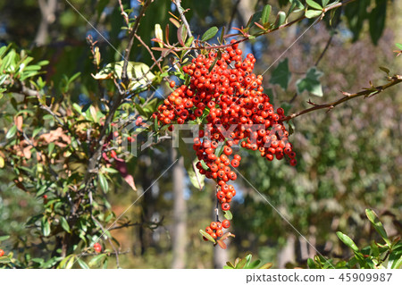 Pirakansa Pirakansa 45909987