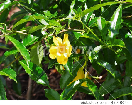 A flower blooming on Mother Island A flower blooming on Mother Island 45910054