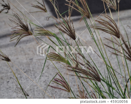 Susukino of Mother Island Susukino of Mother Island 45910056
