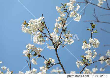 櫻花 櫻花 45910496
