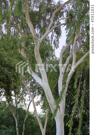 白色樹幹路旁樹在亞利桑那 白色樹幹路旁樹在亞利桑那 45911831