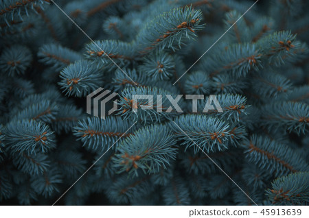 Background texture of fir tree branches 45913639