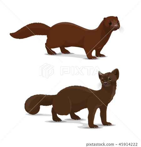 Sable and mink cartoon vector animal 45914222