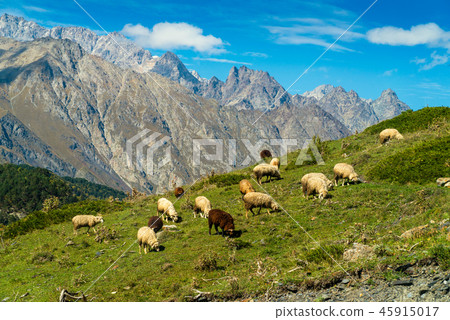 goats and sheep grazing on Hill 45915017