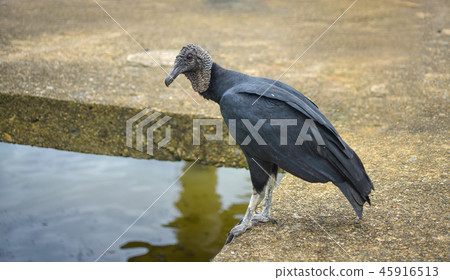 The Black vulture (Coragyps atratus). The Black vulture (Coragyps atratus). 45916513