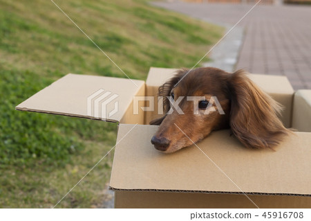 Abandoned dog miniature dachshund Abandoned dog miniature dachshund 45916708