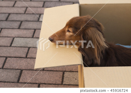 Abandoned dog miniature dachshund Abandoned dog miniature dachshund 45916724