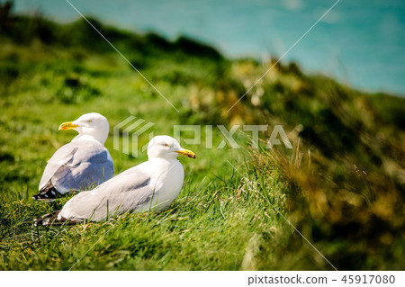seagulls on the grass 45917080