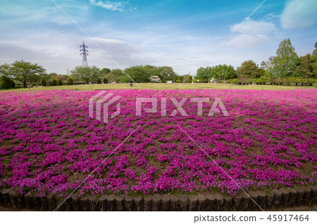 Omiya Hana no Oka hill Agriculture and forest park Spring Saitama City 45917464