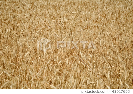 Field of Rye Field of Rye 45917693