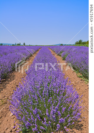 Lavender Field Lavender Field 45917694