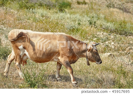 Brown Cow with a Cowbell Brown Cow with a Cowbell 45917695