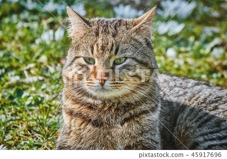 Cat on the Lawn Cat on the Lawn 45917696