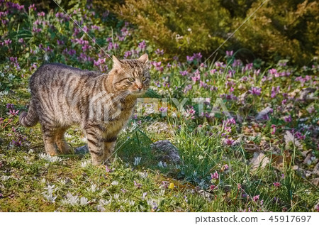 Cat on the Lawn 45917697